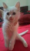 Chats chatons Angora turc blancs aux yeux bleus