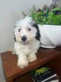 Bichon maltais a vendre
