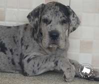 Chiots Dogue allemand