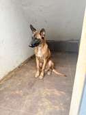 Jeune mal malinois
