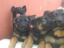 Chiots berger allemand pure race