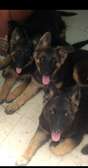 Chiots bergers allemands à vendre