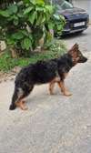 Chiot berger allemand importé