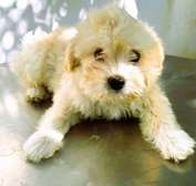 bichon maltais croisé havanais
