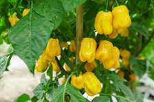 VENTE DIRECT PRODUCTEUR PIMENT POIVRON MANGUE BISSAP TOMATE