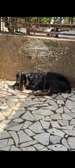 Chiot femelle Doberman noir et feu