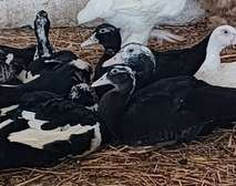 Canards