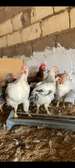 Vente poulet Goliath(poulet local).