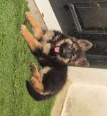 Berger Allemand poil long