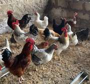 Vente poulet Goliath(poulet local).