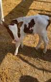 Geniteur holstein rouge.