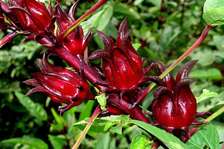 VENTE DIRECT PRODUCTEUR PIMENT POIVRON MANGUE BISSAP TOMATE