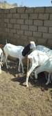 Lot de Moutons Femelle Ladoums