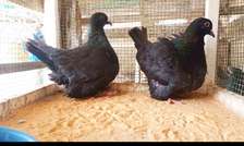 Pigeon mondain