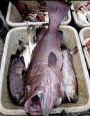 Poisson disponible