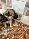 Berger Allemand chiot marron noir