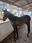 Cheval étalon 1/2 sang à vendre