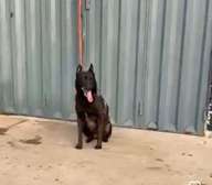 Chiots malinois pure race