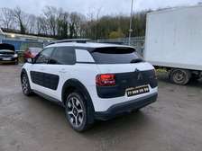 C4 Cactus
