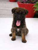 Berger malinois