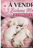 Bichon maltais femelle à vendre