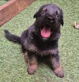 Chiot berger allemand pur