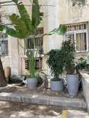 Pots de plantes et plantes