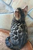 Chat