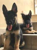 Chiot berger allemand
