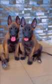Berger malinois