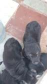 Berger Allemand gros gabarit