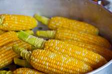 Millet naturel grains triés pour cuisine saine