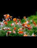 Poissons shoubuki de 0/04cmt pour aquarium petits et moyens
