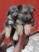 Berger Allemand