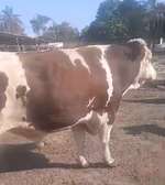 Geniteur montbeliard