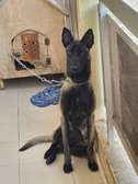 Chiot Malinois noir jeune adulte agile