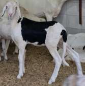 Agnelle ladoum de 2 mois  (mouton-femelle-brebis)