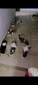 Bichons maltais