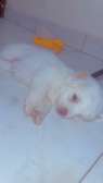 Mignon chiots