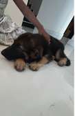 Berger Allemand chiot noir et feu vacciné