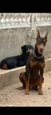Chiots doberman