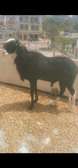 Vente Flash mouton Tabaski