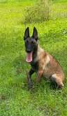 Malinois charbonnier