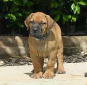 chiots boerboels