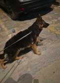 Berger Allemand femelle 6mois poil long