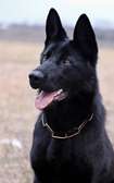 CHIENS DE TRAVAIL – MALINOIS & BERGER ALLEMAND