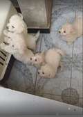 Vend chiots bichon maltais