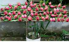 Fruits du dragon