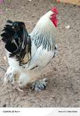 Coq Brahma blanc plumes aux pattes grande taille