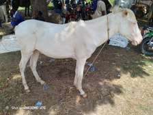 Cheval Mbëy albinos